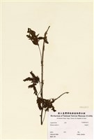 藏品(含羞草)的圖片